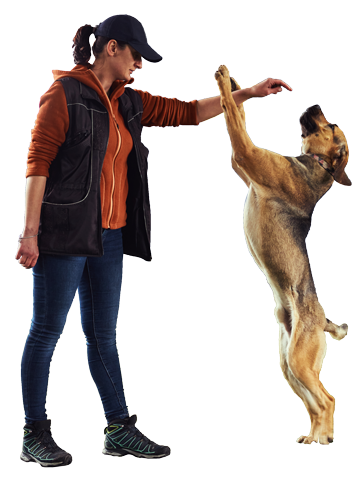 Woman rewarding a jumping dog during a training session, isolated on a transparent background.