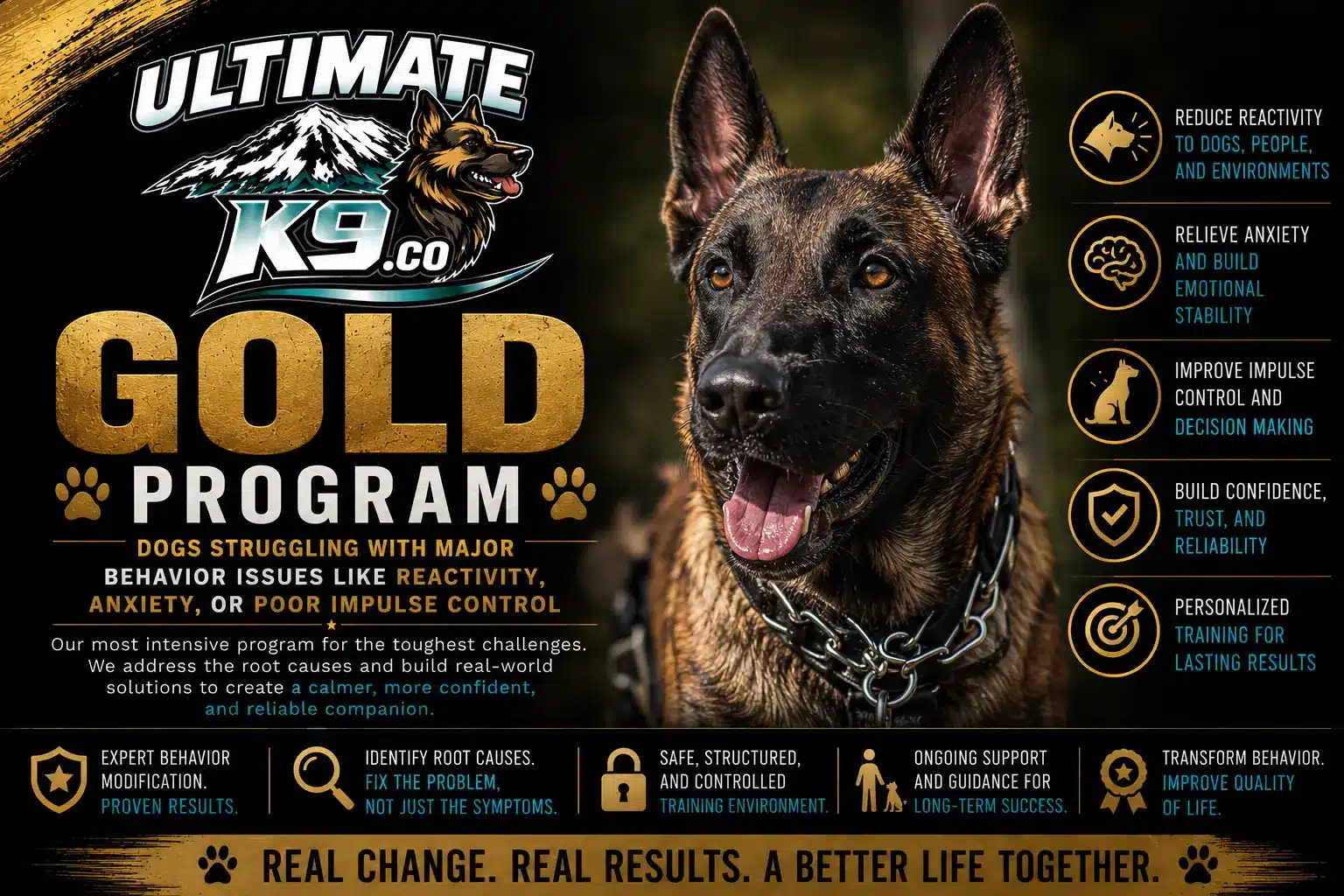 Gold Program For Dog Training – better Advanced Obedience