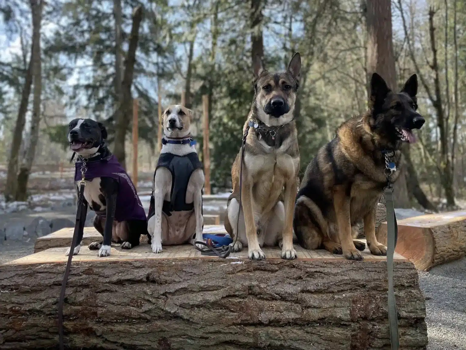 Professional dog training walk with multiple dogs outdoors