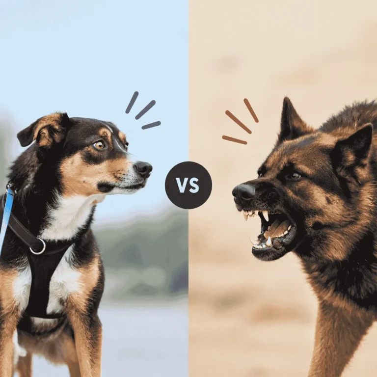 Reactive Dog vs. Aggressive Dog: What’s the Difference?