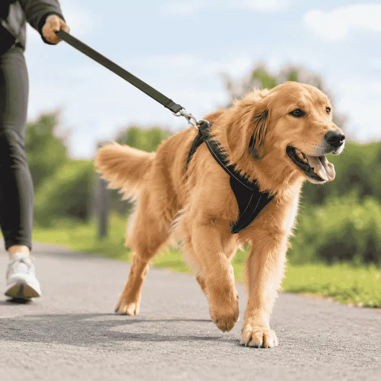 Golden retriever pulling on a leash during a walk in the park. Dog Pull