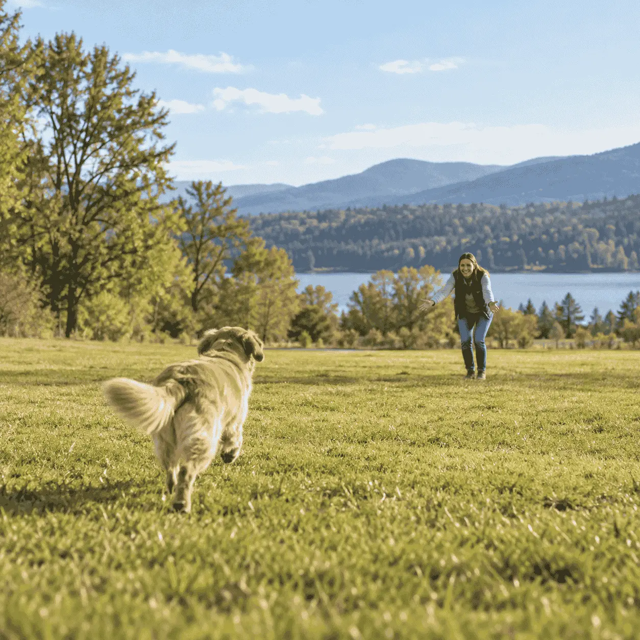 Golden retriever running toward its owner in an open park during dog recall training. reliable recall