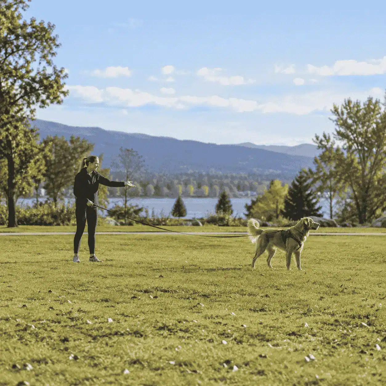 Dog owner calling a distracted golden retriever in an outdoor park during obedience training. dog listen