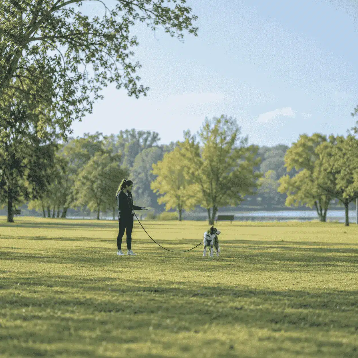 Woman practicing outdoor dog training with a distracted dog on a long leash in a grassy park.